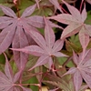 Acer Palmatum Plant - Bloodgood