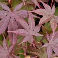 Acer Palmatum Plant - Bloodgood