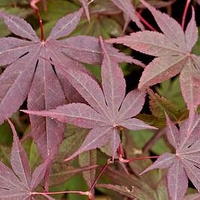 Acer Palmatum Plant - Bloodgood