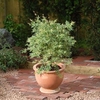 Acer palmatum Plant - Butterfly