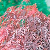 Acer Palmatum Plant - Crimson Queen