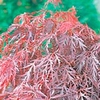 Acer Palmatum Plant - Crimson Queen