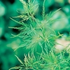 Acer palmatum Plant - Dissectum