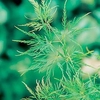 Acer palmatum Plant - Dissectum