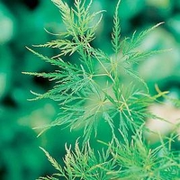 Acer palmatum Plant - Dissectum