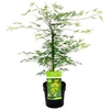Acer palmatum Plant - Emerald Lace