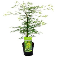 Acer palmatum Plant - Emerald Lace