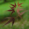 Acer Palmatum Plant - Enkan