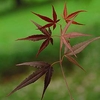 Acer Palmatum Plant - Enkan