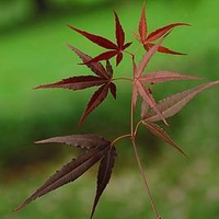 Acer Palmatum Plant - Enkan