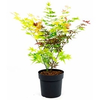 Acer palmatum Plant - Festival 30/40