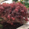 Acer palmatum Plant - Garnet