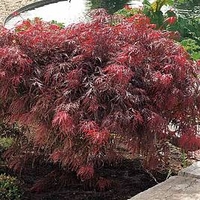 Acer palmatum Plant - Garnet