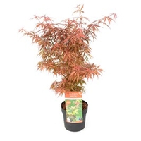 Acer Palmatum Plant - Jerre Schwartz