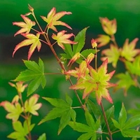 Acer palmatum Plant - Little Princess