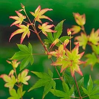Acer palmatum Plant - Little Princess