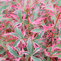 Acer palmatum Plant - Marlo