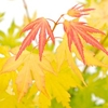 Acer palmatum Plant - Orange Dream