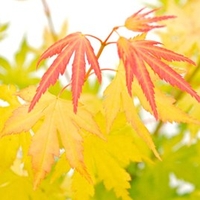 Acer palmatum Plant - Orange Dream