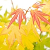Acer palmatum Plant - Orange Dream