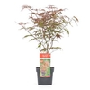 Acer Palmatum Plant - Peve Dave