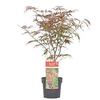 Acer Palmatum Plant - Peve Dave