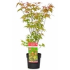 Acer palmatum Plant - Phoenix 40/50