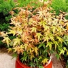 Acer palmatum Plant - Red Wine 40/80