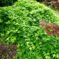 Acer palmatum Plant - Ryusen