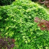 Acer palmatum Plant - Ryusen