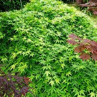 Acer palmatum Plant - Ryusen