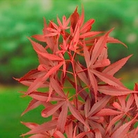 Acer Palmatum Plant - Shaina