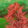 Acer palmatum Plant - Shaina