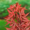 Acer Palmatum Plant - Shaina