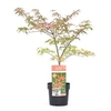 Acer Palmatum Plant - Shirazz
