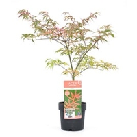 Acer Palmatum Plant - Shirazz