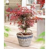 Acer palmatum Plant - Starfish®