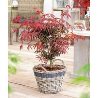 Acer palmatum Plant - Starfish®