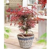 Acer palmatum Plant - Starfish®
