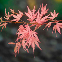 Acer palmatum Plant - Taylor