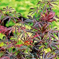 Acer palmatum Plant - Trompenburg