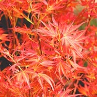 Acer palmatum Plant - Wilsons Pink Dwarf