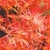 Acer palmatum Plant - Wilsons Pink Dwarf