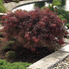 Acer Palmatum Plants - Collection