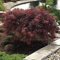 Acer Palmatum Plants - Collection