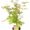 Acer palmatum Sangokaku