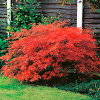 Acer Plant - Flamingo