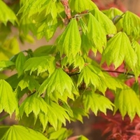 Acer Plant - shirasawanum Aureum