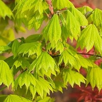 Acer Plant - shirasawanum Aureum