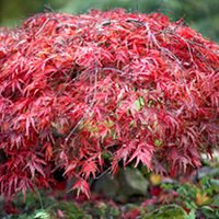 Acer Plants